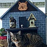 animal, birdhouse, cat, closeup, decor, ears, feline, gray_wall, house_model, indoor, pet, plant, potted_plant, relaxed, shelf, sitting, tabby_cat, table, whiskers, wooden_sign