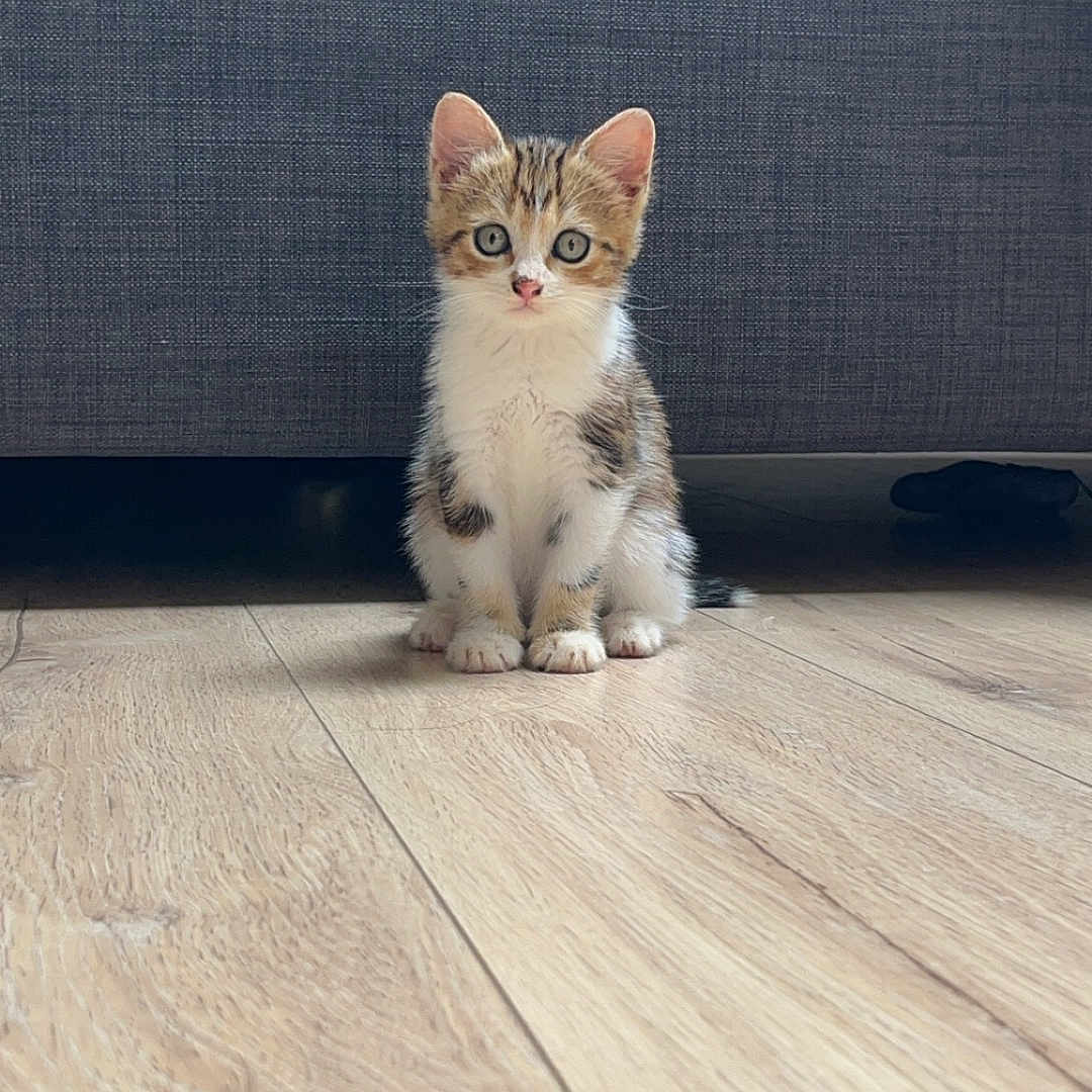 Tigrou a rejoint le concours — aidez-le/la à gagner de superbes lots ! abyssinian, animal, cat, couch, furniture, hardwood, indoors, interiordesign, kitten, manx, pet, plywood, stainedwood, wood