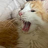 Rick joined the competition — help win amazing prizes! cat, kitten, orange_and_white, fluffy, long_hair, yawning, sleepy, close_up, whiskers, pink_nose, fur, feline, pet, animal, portrait, indoors, soft_lighting, relaxed, cute, face