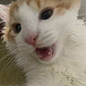 Rick is registered to the contest to win money with this photo: cat, kitten, orange_and_white, fur, fluffy, close_up, face, eyes, nose, tongue, whiskers, pink_nose, pet, animal, indoors, portrait, soft, bedding, cute, blep