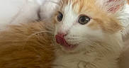 Rick is registered to the contest to win money with this photo: cat, kitten, ginger_and_white, fluffy, long_hair, feline, pet, animal, close_up, portrait, face, eyes, ears, whiskers, pink_nose, tongue, licking, fur, indoors, cute
