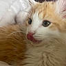 cat, kitten, ginger_and_white, fluffy, long_hair, feline, pet, animal, close_up, portrait, face, eyes, ears, whiskers, pink_nose, tongue, licking, fur, indoors, cute