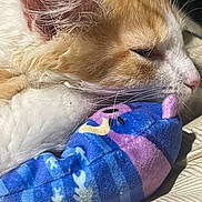 Rick is registered to the contest to win money with this photo: cat, orange_cat, white_cat, sleeping, sleepy, relaxed, pet, feline, closeup, whiskers, pink_nose, fur, orange_fur, white_fur, plush_toy, stuffed_animal, blanket, cozy, cuddling, indoor