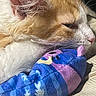 cat, orange_cat, white_cat, sleeping, sleepy, relaxed, pet, feline, closeup, whiskers, pink_nose, fur, orange_fur, white_fur, plush_toy, stuffed_animal, blanket, cozy, cuddling, indoor