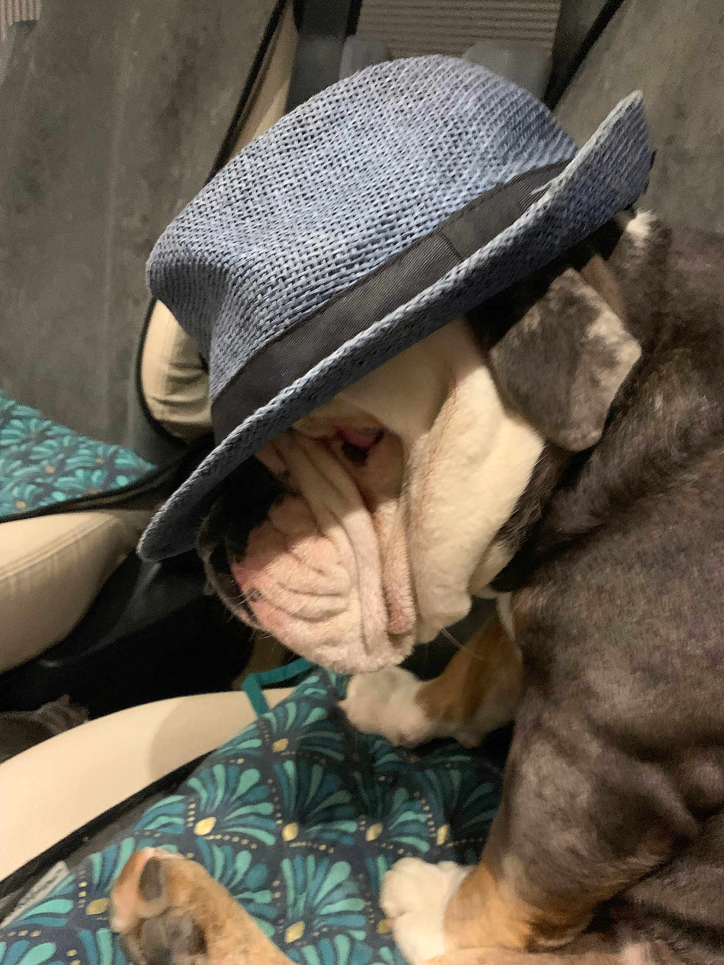 Vimy a rejoint le concours — aidez-le/la à gagner de superbes lots ! bulldog, dog, hat, pet, animal, car_interior, seat, cushion, pattern, brown, white, wrinkles, paw, closeup, side_view, domestic_animal, canine, texture, cute, resting