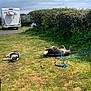Vimy participe au concours pour gagner de l'argent avec cette photo : dog, grass, leash, outdoor, camping, camper_van, bushes, blue_sky, person, relaxing, sunny_day, pet, playing, nature, animal, greenery, resting, summer, leisure, harness