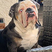 Vimy a rejoint le concours — aidez-le/la à gagner de superbes lots ! bulldog, dog, blue_eyes, underbite, wrinkles, sitting, chair, indoor, pet, animal, furniture, brown, white, black, closeup, portrait, cute, expression, face, looking_up