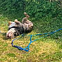 bulldog, dog, grass, leash, toy, outdoor, sunlight, flowers, greenery, playful, pet, canine, nature, summer, rolling, happy, garden, animal, resting, leisure