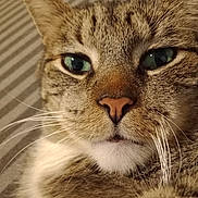 Sol is registered to the contest to win money with this photo: cat, tabby, close_up, face, whiskers, green_eyes, fur, pet, animal, striped_background, relaxed, indoor, portrait, mammal, cute, feline, nose, ears, soft_light, detail