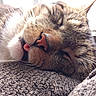 cat, tabby_cat, sleeping, close_up, tongue_out, whiskers, fur, pet, cozy, blanket, texture, indoor, resting, cute, animal, mammal, relaxation, face, nose, soft_light
