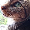 cat, tabby, close_up, whiskers, green_eyes, profile, fur, animal, pet, indoor, window, nature_background, looking, face, muzzle, nose, portrait, domestic_cat, feline, soft_light