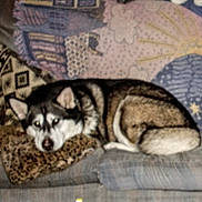 Kizzy is registered to the contest to win money with this photo: dog, couch, pillow, quilt, patterned_pillow, indoor, pet, resting, furniture, cozy, animal, fur, laying_down, brown, black, white, home, relaxing, domestic_animal, sleeping