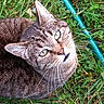 cat, tabby_cat, green_eyes, grass, outdoor, pet, animal, whiskers, fur, nature, garden, close_up, curious, looking_up, mammal, domestic_animal, daylight, background, blue_hose, texture