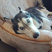 Blu is registered to the contest to win money with this photo: dog, siberian_husky, blue_eyes, pet, canine, indoor, sofa, furniture, resting, lying_down, fur, animal, cute, companion, relaxed, portrait, mammal, domestic_animal, house, cozy