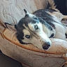 dog, siberian_husky, blue_eyes, pet, canine, indoor, sofa, furniture, resting, lying_down, fur, animal, cute, companion, relaxed, portrait, mammal, domestic_animal, house, cozy