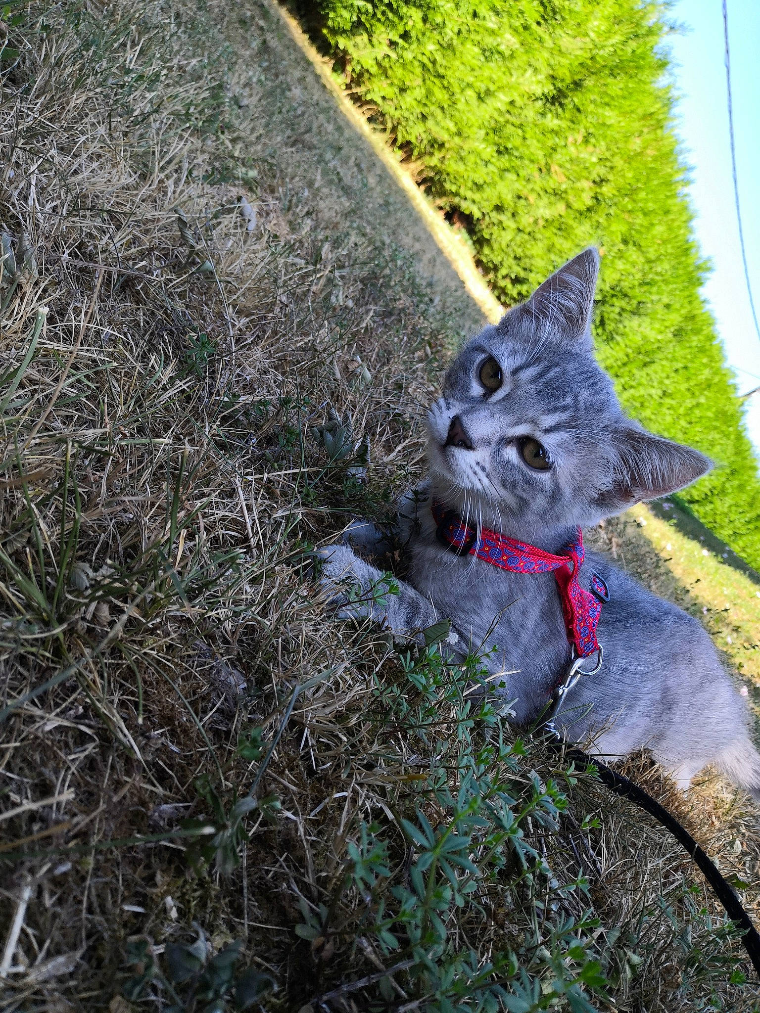 Yuumi a rejoint le concours — aidez-le/la à gagner de superbes lots ! british_shorthair, carnivore, cat, chartreux, domestic_short_haired_cat, european_shorthair, felidae, garden, grass, kitten, lawn, leaf, plant, russian_blue, small_to_medium_sized_cats, tail, tree, whiskers
