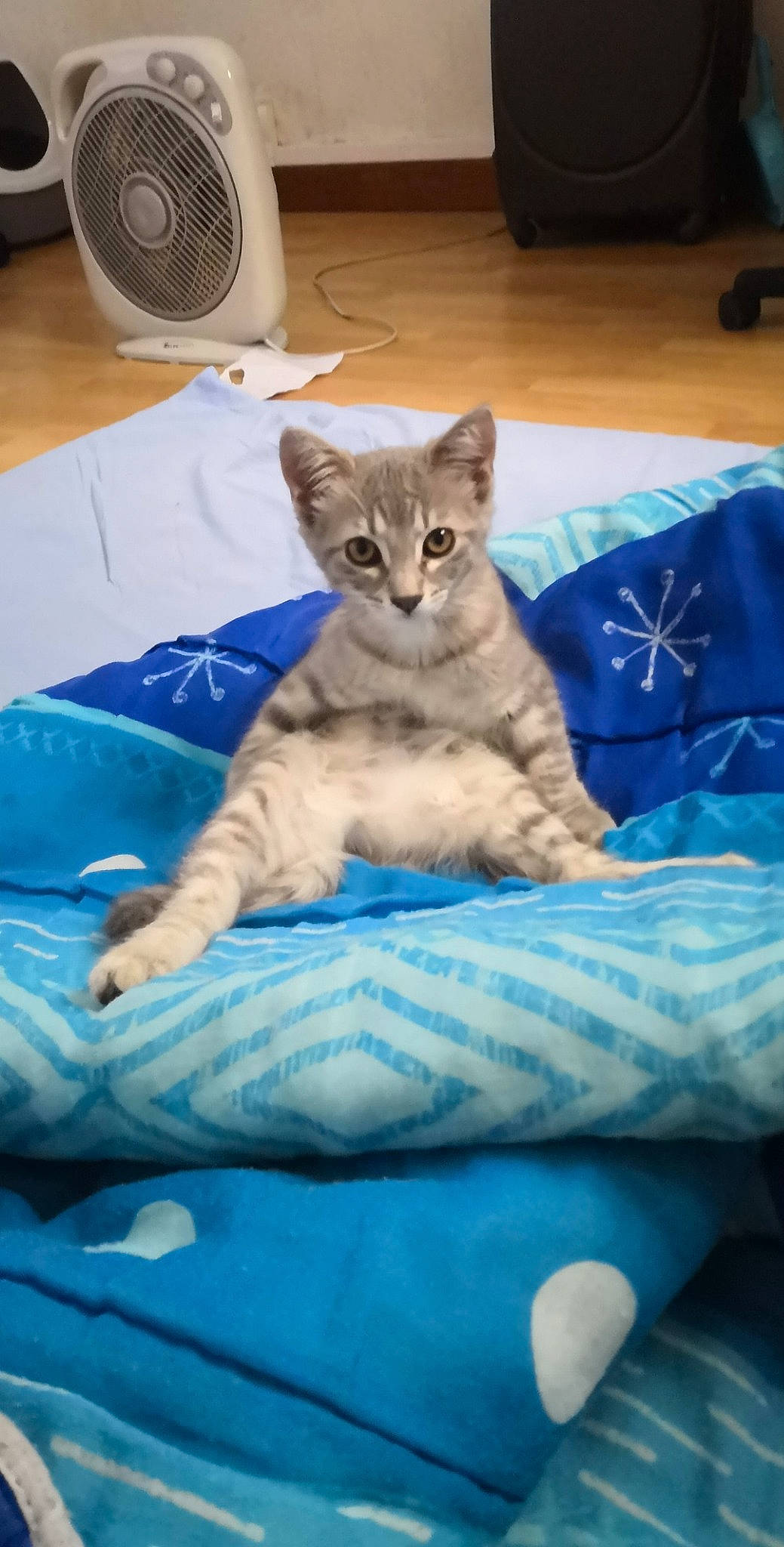 Yuumi a rejoint le concours — aidez-le/la à gagner de superbes lots ! asian, australian_mist, british_shorthair, burmilla, carnivore, cat, domestic_short_haired_cat, egyptian_mau, european_shorthair, fawn, felidae, german_rex, kitten, mammal, ojos_azules, pixie_bob, singapura, small_to_medium_sized_cats, vertebrate, whiskers