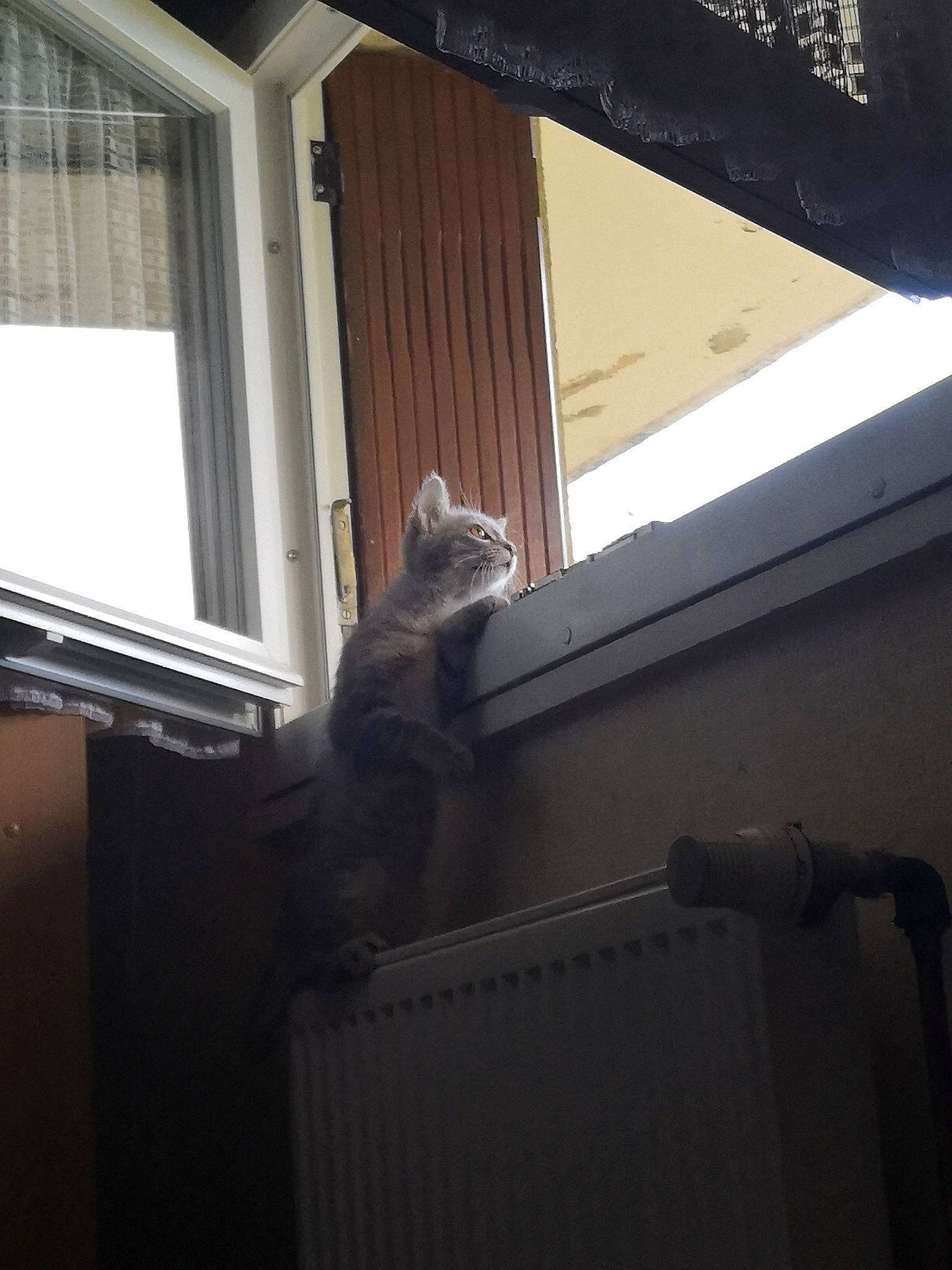 Yuumi a rejoint le concours — aidez-le/la à gagner de superbes lots ! cat, daylighting, felidae, small_to_medium_sized_cats, window