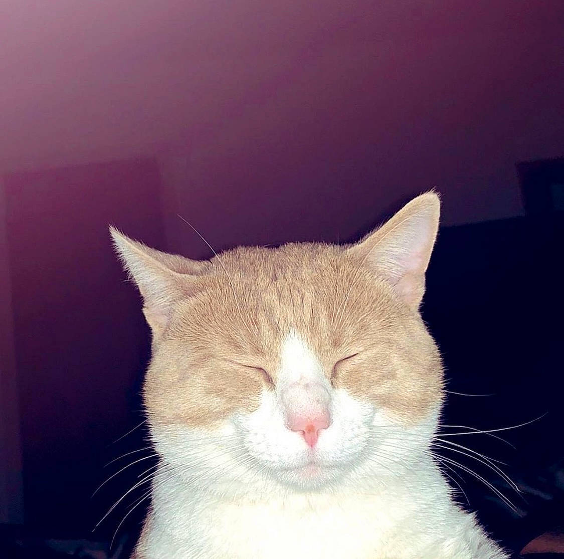 Chevy joined the competition — help win amazing prizes! art, carnivore, cat, cloud, comfort, domestic_short_haired_cat, eyelash, felidae, fur, nap, paw, small_to_medium_sized_cats, snout, tail, whiskers, window