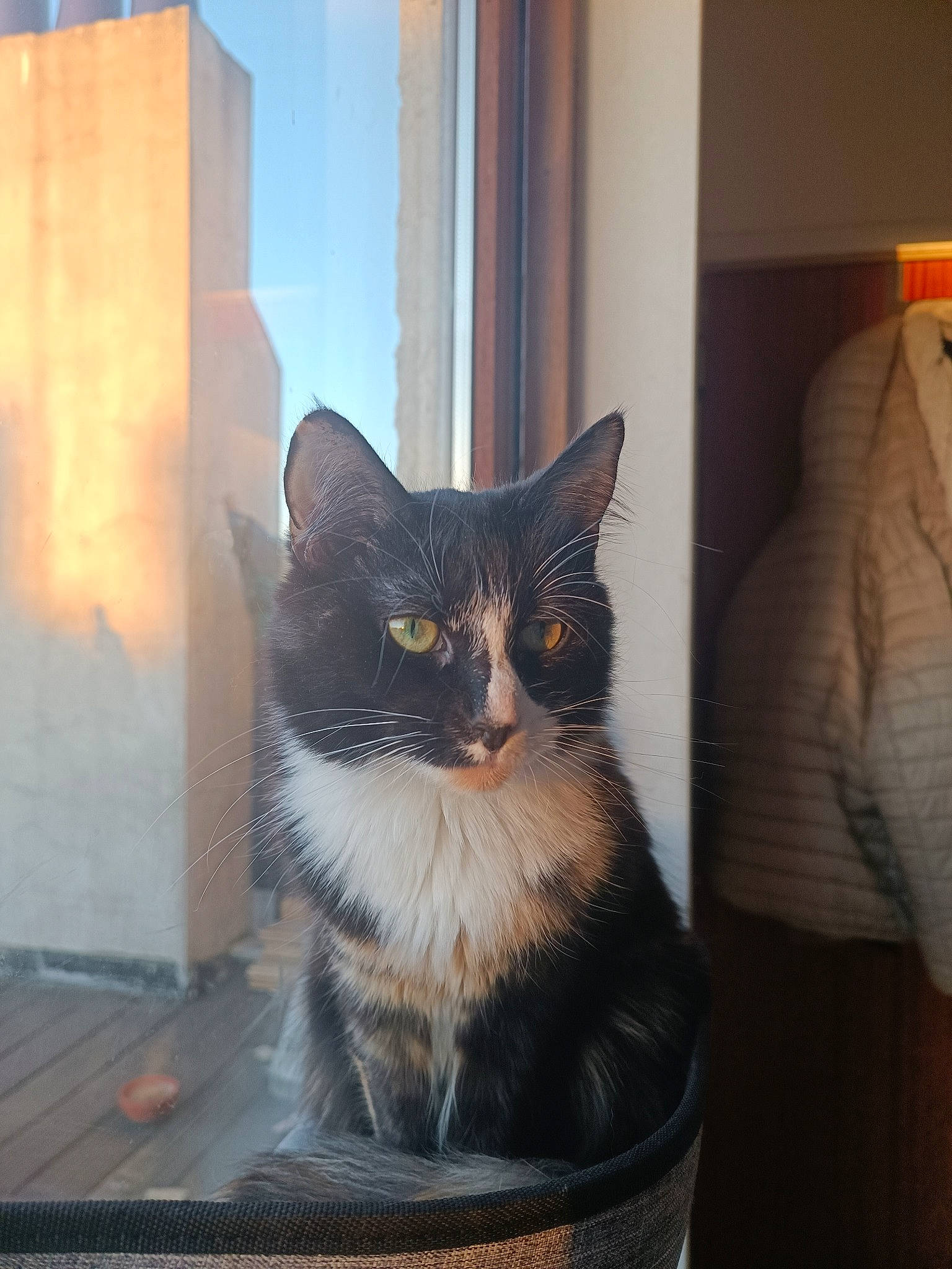 Vera a rejoint le concours — aidez-le/la à gagner de superbes lots ! art, black_cat, carnivore, cat, cat_furniture, domestic_short_haired_cat, felidae, flooring, fur, grey, sitting, small_to_medium_sized_cats, snout, tail, tints_and_shades, whiskers, window, wood