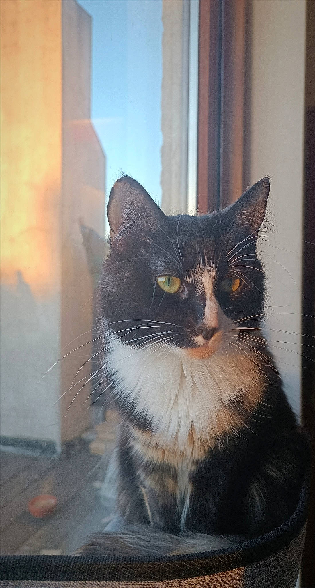 Vera participe au concours pour gagner de l'argent avec cette photo : carnivore, cat, domestic_short_haired_cat, door, felidae, fur, grey, monochrome, monochrome_photography, paw, shadow, sitting, small_to_medium_sized_cats, snout, tail, tints_and_shades, whiskers, window