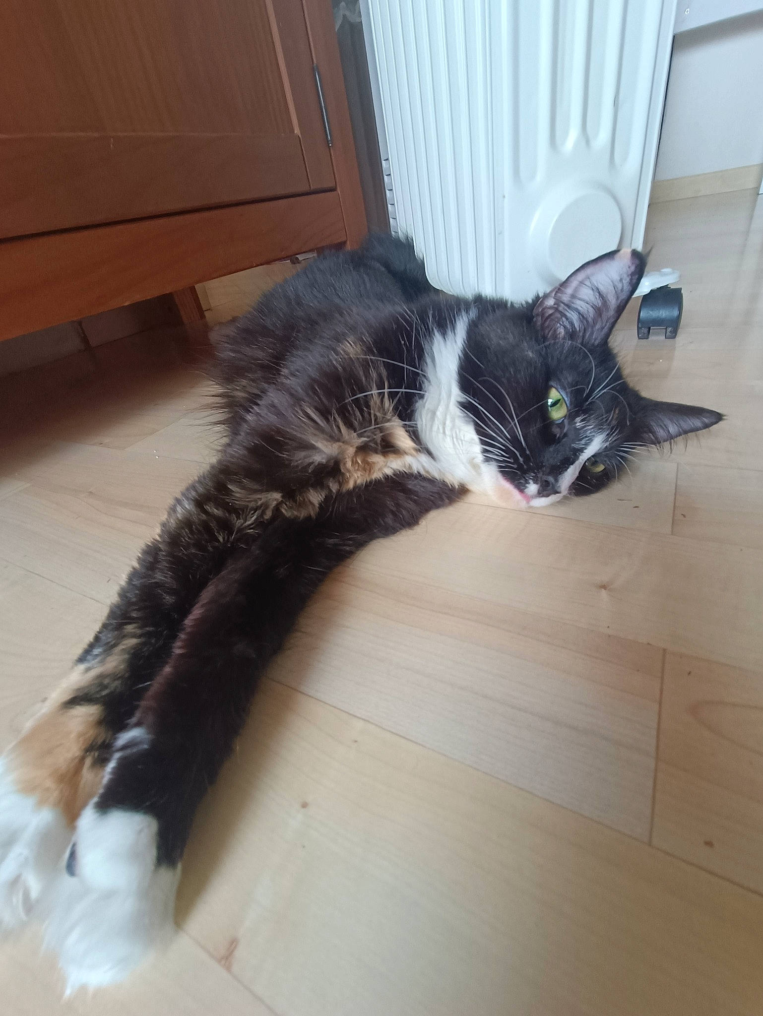 Vera a rejoint le concours — aidez-le/la à gagner de superbes lots ! black_cat, carnivore, cat, domestic_short_haired_cat, felidae, floor, flooring, fur, grey, hardwood, human_leg, laminate_flooring, paw, small_to_medium_sized_cats, snout, tail, whiskers, window, wood, wood_flooring