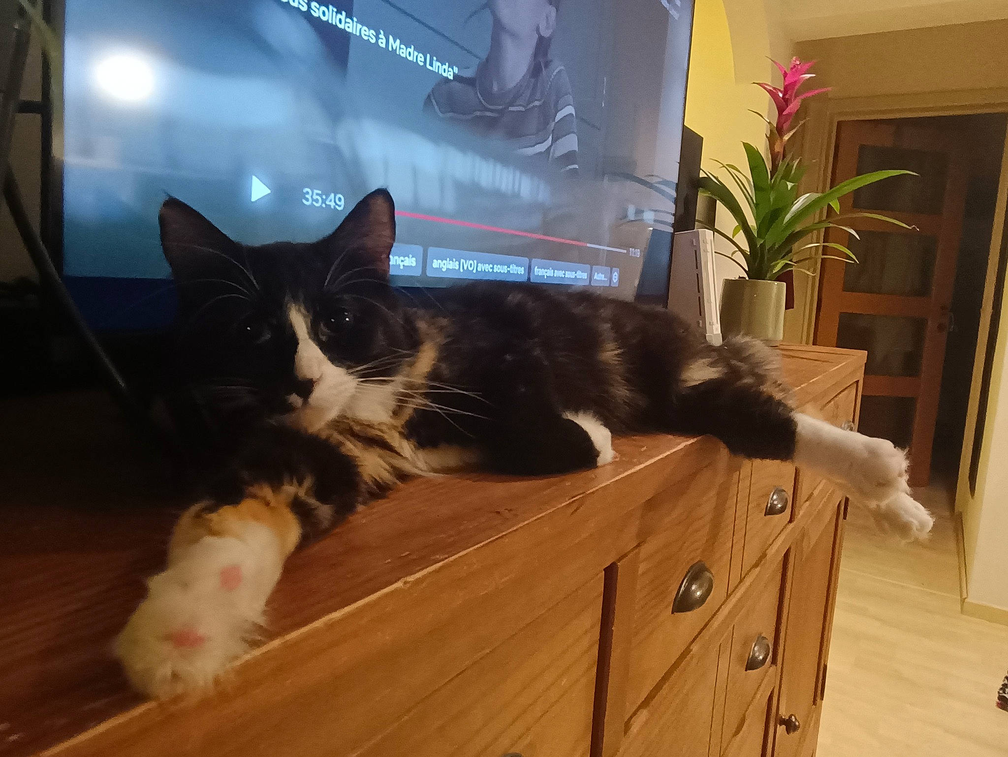 Vera participe au concours pour gagner de l'argent avec cette photo : cabinetry, carnivore, cat, comfort, domestic_short_haired_cat, drawer, felidae, flooring, fur, hardwood, houseplant, plant, room, small_to_medium_sized_cats, tail, varnish, whiskers, window, wood, wood_stain