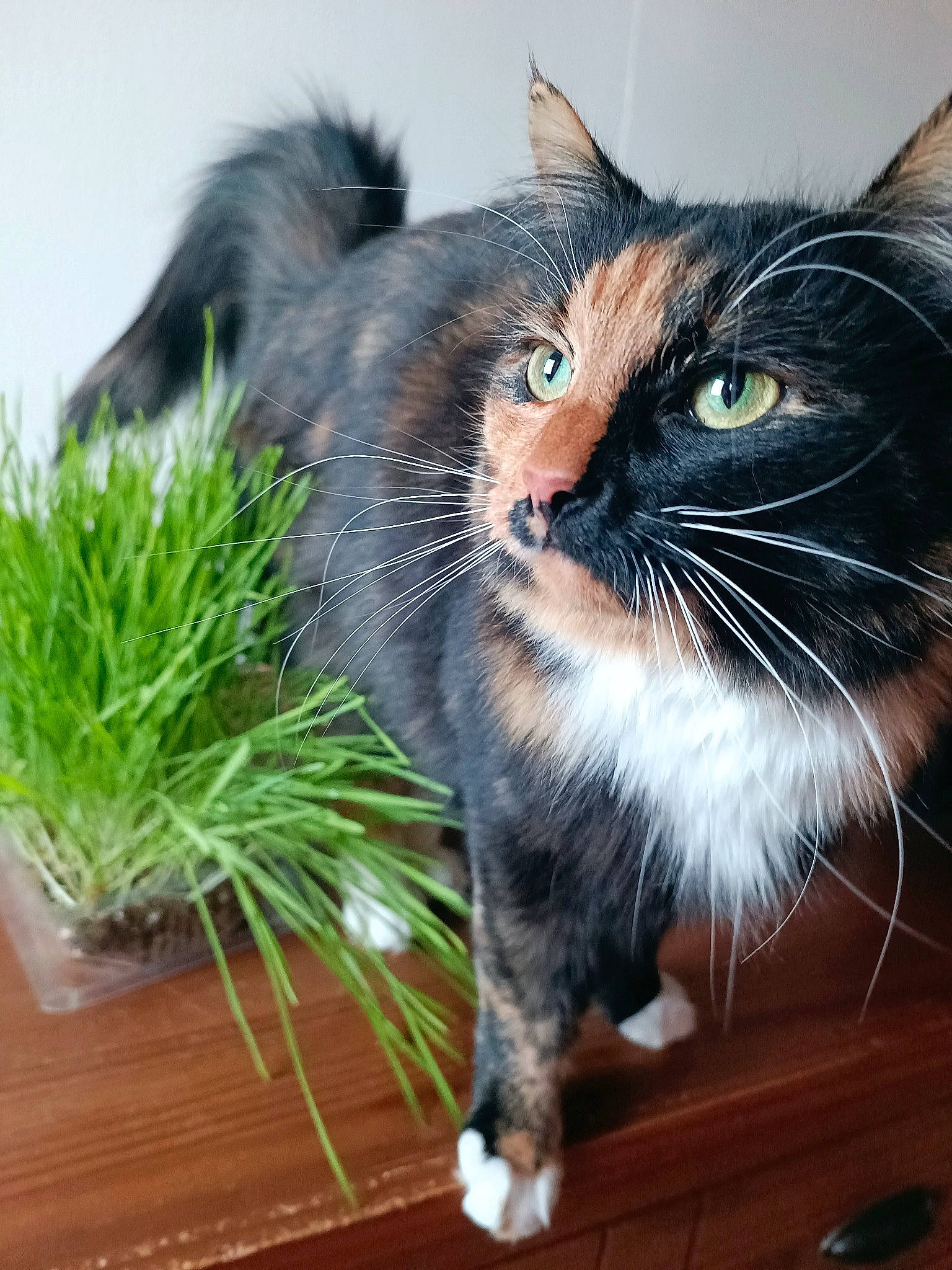 Caline participe au concours pour gagner de l'argent avec cette photo : black_cat, carnivore, cat, claw, domestic_short_haired_cat, electric_blue, felidae, flowerpot, fur, grass, herb, houseplant, plant, small_to_medium_sized_cats, snout, tail, terrestrial_animal, tree, whiskers, window