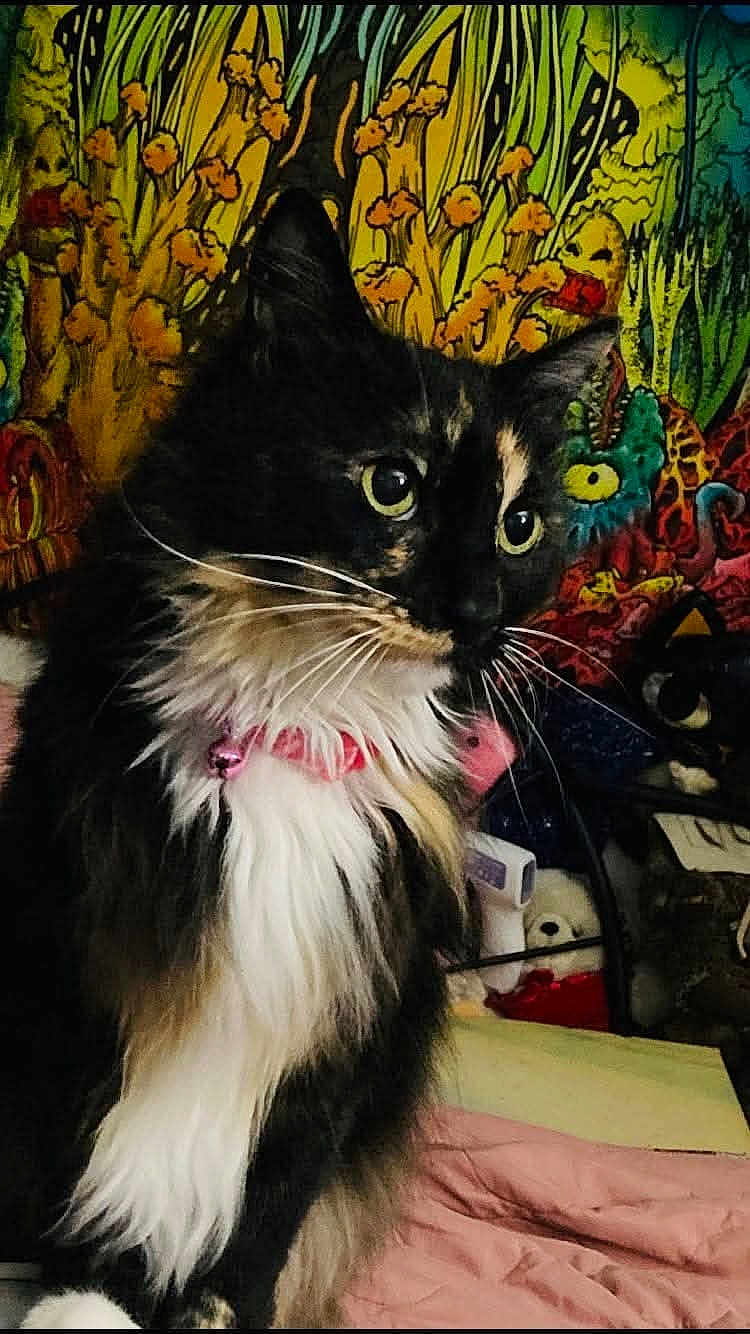 Poof joined the competition — help win amazing prizes! cat, feline, tortoiseshell, long_hair, white_chest, green_eyes, whiskers, pink_collar, bell, portrait, close_up, indoor, bed, blanket, colorful_tapestry, wall_art, plush_toy, pet, domestic_animal, sitting