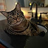 Miracle Jane is registered to the contest to win money with this photo: cat, tabby_cat, kitchen, sink, indoor, pet, animal, curious, eyes, whiskers, fur, face, relaxed, bokeh, lights, blurred_background, domestic, feline, closeup, portrait