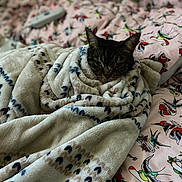 Miracle Jane joined the competition — help win amazing prizes! cat, blanket, bed, pattern, animal, feline, cozy, indoor, resting, cute, fur, pet, comfort, soft, warm, colorful, fabric, tattoo_style, bird_print, relaxed