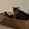 Miracle Jane joined the competition — help win amazing prizes! cat, tabby_cat, cardboard_box, indoor, carpet, writing, handwritten_text, pet, animal, feline, resting, cozy, brown, striped, box, floor, cute, domestic_cat, sitting, home