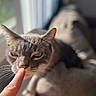 Maximon Ramon is registered to the contest to win money with this photo: cat, close_up, finger, indoor, pet, whiskers, curious, animal, feline, soft_light, window, blurred_background, cozy, face, ears, relaxed, domestic, touch, interaction, cute