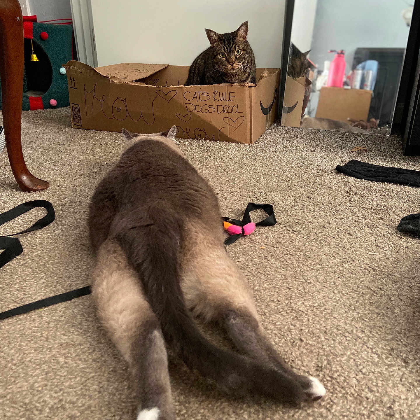 Maximon Ramon is registered to the contest to win money with this photo: cat, cardboard_box, carpet, mirror, indoor, cat_toy, stretching, feline, pet, room, furniture, reflection, animal, playful, home, box, brown, gray, relaxing, curious
