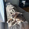 Maximon Ramon is registered to the contest to win money with this photo: cat, indoor, couch, blanket, sunlight, relaxing, feline, pet, cozy, window, shadow, soft_texture, domestic, animal, resting, fur, living_room, natural_light, comfortable, quiet