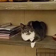 Kitty is registered to the contest to win money with this photo: cat, gray_cat, white_cat, shelf, papers, stacked_papers, indoor, furniture, wooden_shelf, curious, looking, pet, animal, feline, resting, household_items, container, cozy, domestic, quiet