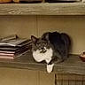 cat, gray_cat, white_cat, shelf, papers, stacked_papers, indoor, furniture, wooden_shelf, curious, looking, pet, animal, feline, resting, household_items, container, cozy, domestic, quiet