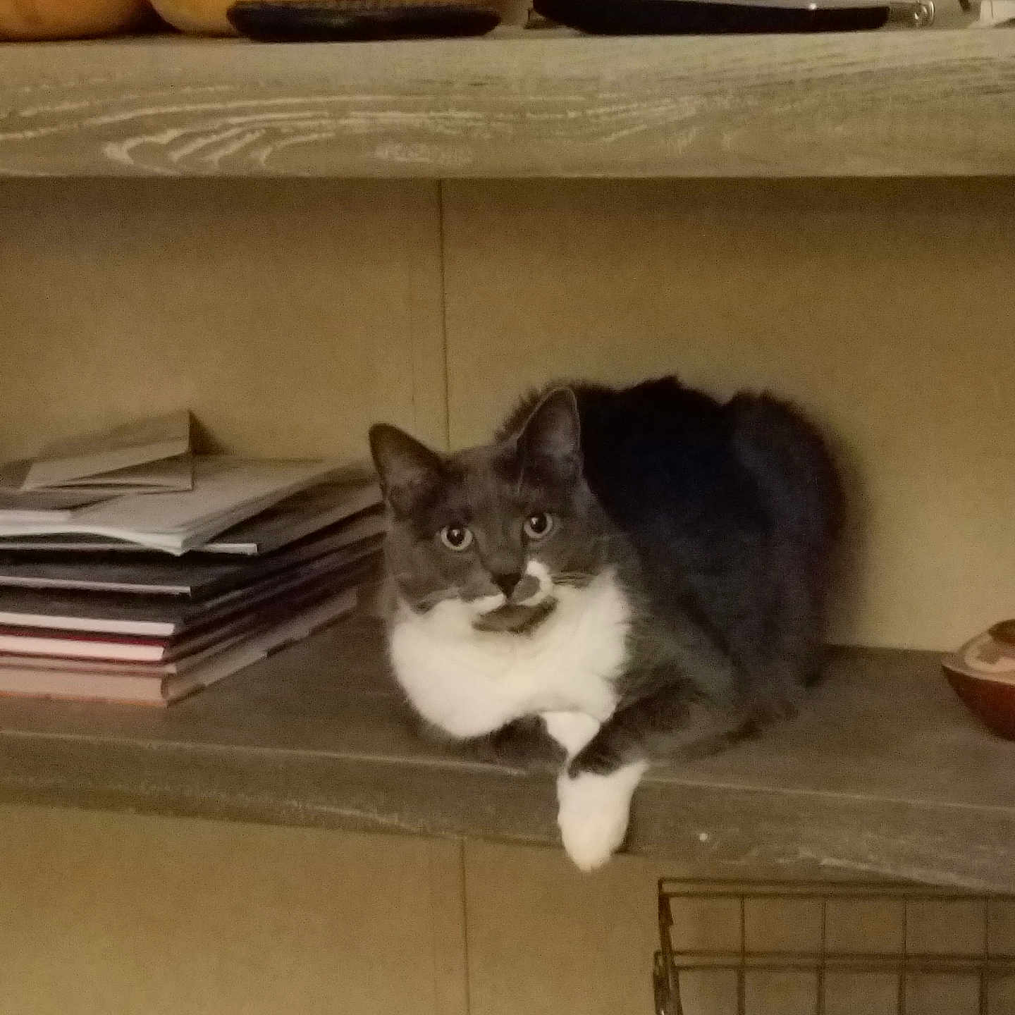 Kitty is registered to the contest to win money with this photo: cat, gray_cat, white_cat, shelf, papers, stacked_papers, indoor, furniture, wooden_shelf, curious, looking, pet, animal, feline, resting, household_items, container, cozy, domestic, quiet