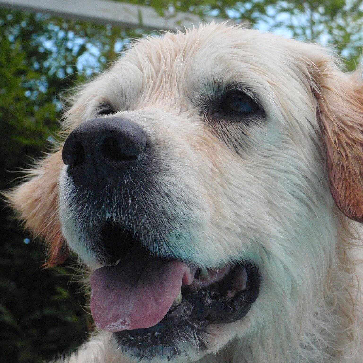 Roxie