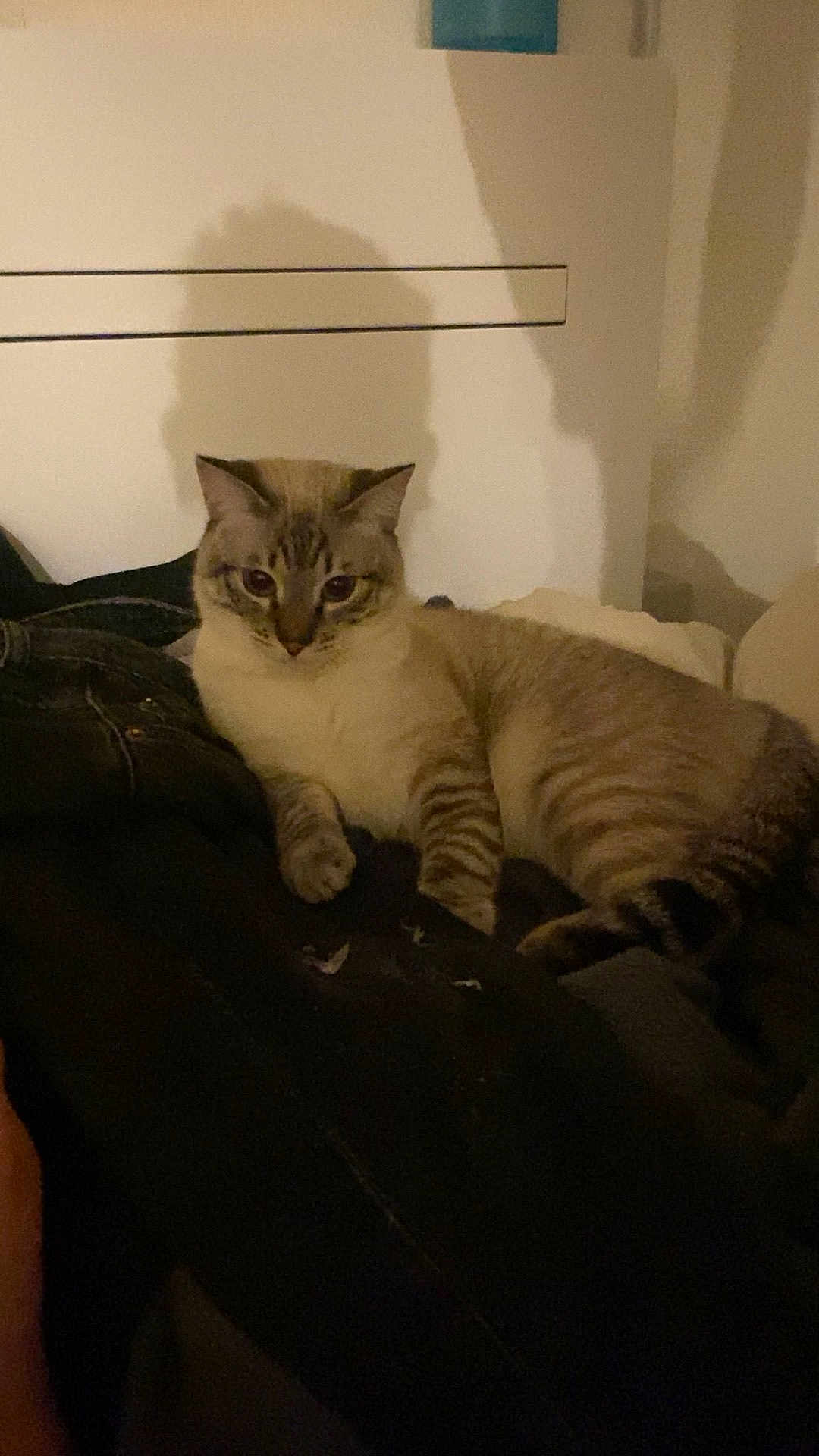 Sacha participe au concours pour gagner de l'argent avec cette photo : cat, striped, feline, indoor, resting, shadow, wall, fur, animal, pet, relaxed, comfort, laying, domestic, mammal, whiskers, ears, eyes, paws, night