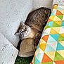 cat, resting, rock, corner, gray_wall, striped_fur, blue_eyes, colorful_cushion, geometric_pattern, artificial_grass, relaxed, indoor, pet, feline, cozy, soft_light, texture, closeup, quiet, comfort