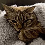 cat, tabby, fluffy_blanket, cozy, sleepy, pet, animal, fur, whiskers, paw, indoor, closeup, resting, cute, domestic_cat, mammal, comfort, relaxation, feline, warm
