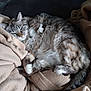 cat, feline, pet, sleeping, cozy, blanket, fur, animal, cute, resting, soft, indoor, tabby, whiskers, tail, relaxing, comfort, cute_pet, domestic_animal, nap