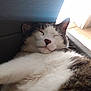 cat, sleeping, fur, indoor, cozy, relaxed, animal, pet, whiskers, face, ears, closeup, soft_light, resting, cute, domestic_cat, feline, nap, peaceful, comfort