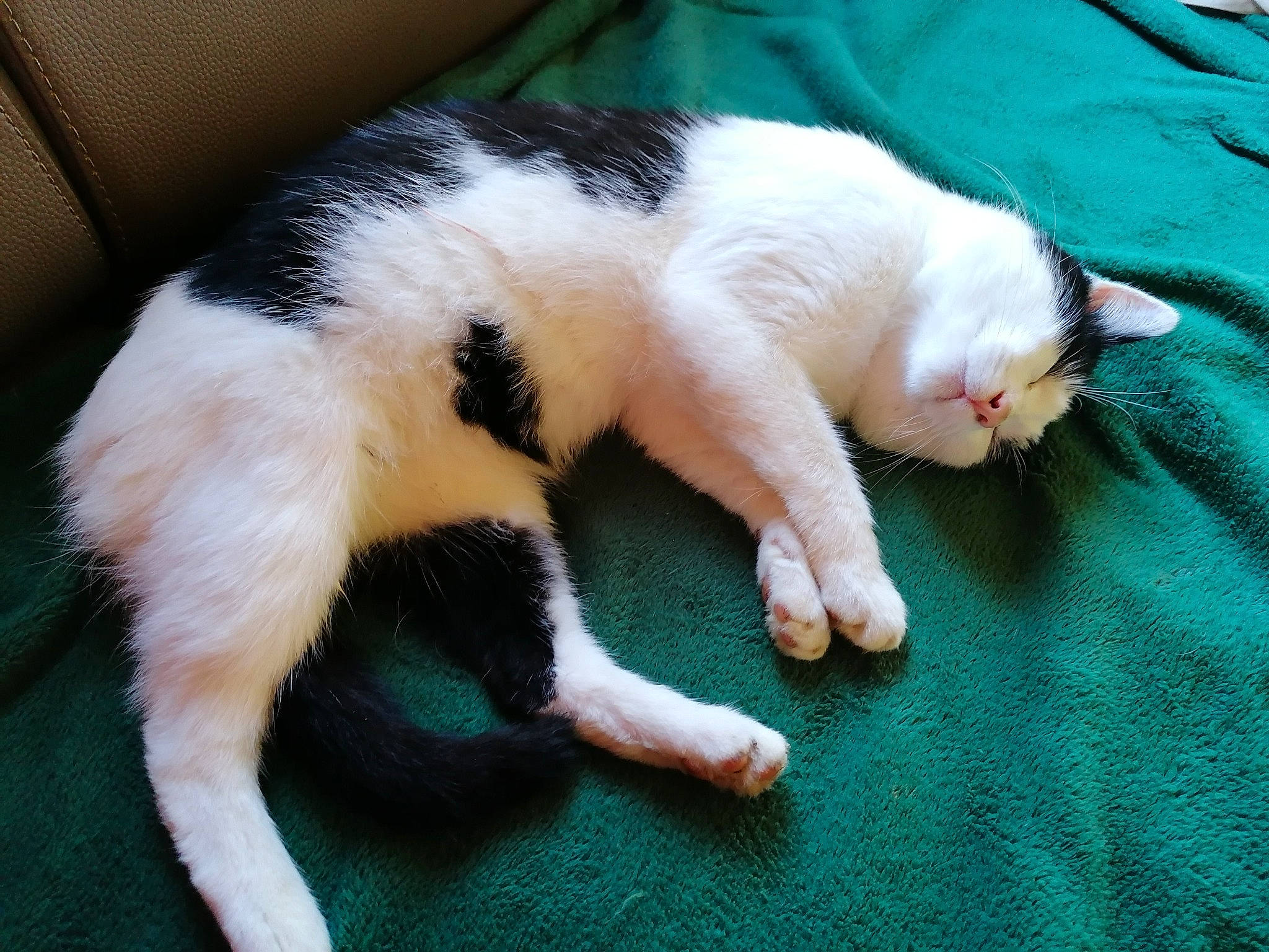 Petit Chat a rejoint le concours — aidez-le/la à gagner de superbes lots ! canidae, carnivore, cat, claw, comfort, dog_breed, domestic_short_haired_cat, fawn, felidae, foot, fur, nap, paw, sleep, small_to_medium_sized_cats, snout, sporting_group, tail, vertebrate, whiskers