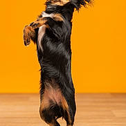 Volga participe au concours pour gagner de l'argent avec cette photo : accessories, animal, canine, chihuahua, clothing, cockerspaniel, collie, dog, footwear, germanshepherd, hardwood, hound, papillon, pet, plywood, puppy, shoe, strap, terrier, wood