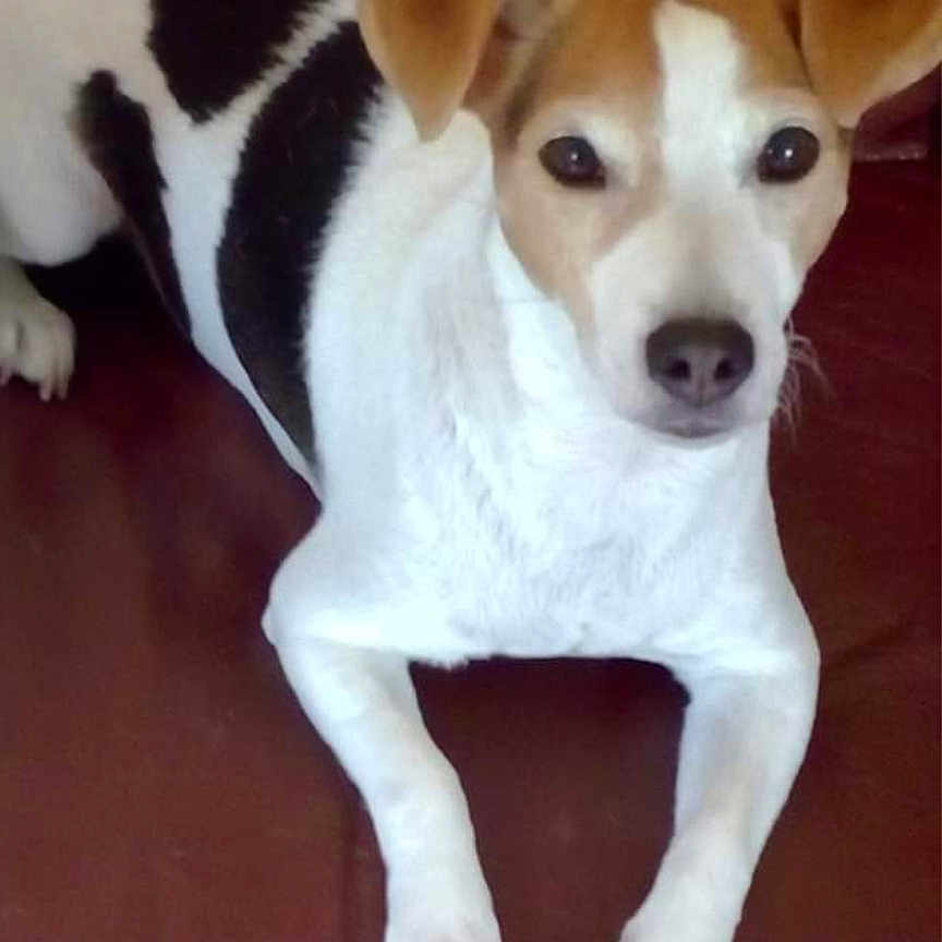 Chipie