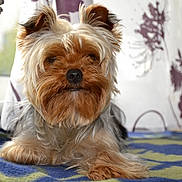 Houjie participe au concours pour gagner de l'argent avec cette photo : dog, yorkshire_terrier, pet, indoor, blanket, window, curtains, wicker_basket, fur, small_dog, animal, relaxed, portrait, face, ears, snout, paw, home, cozy, companion
