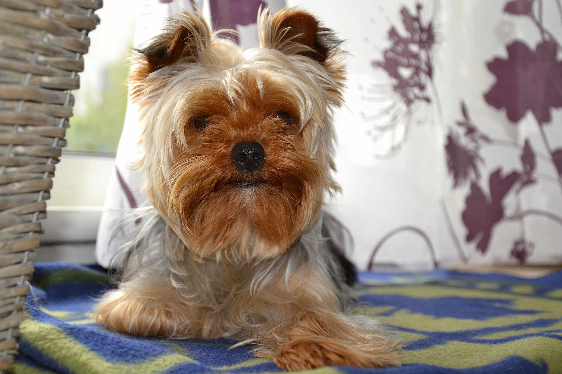 Houjie participe au concours pour gagner de l'argent avec cette photo : dog, yorkshire_terrier, pet, indoor, blanket, window, curtains, wicker_basket, fur, small_dog, animal, relaxed, portrait, face, ears, snout, paw, home, cozy, companion