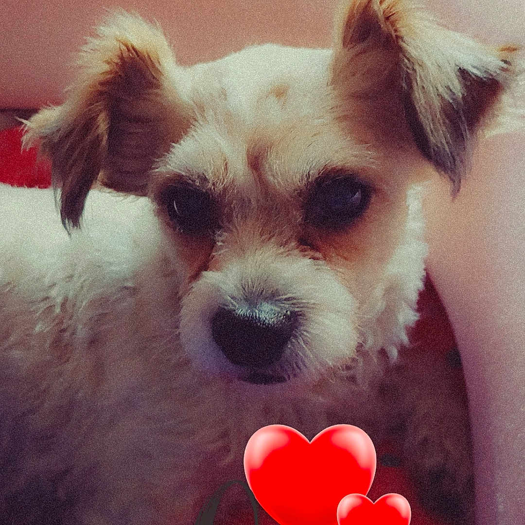Brownie is registered to the contest to win money with this photo: animal, balloon, canine, chair, cockerspaniel, couch, dog, face, furniture, head, heart, person, pet, photography, poodle, portrait, puppy, symbol, terrier, whitedog